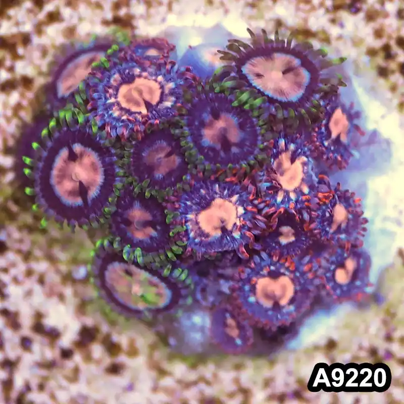 Item#A9220LP9220(S) WYSIWYG Vietnam Ultra Zoanthid Frag - Zooxae