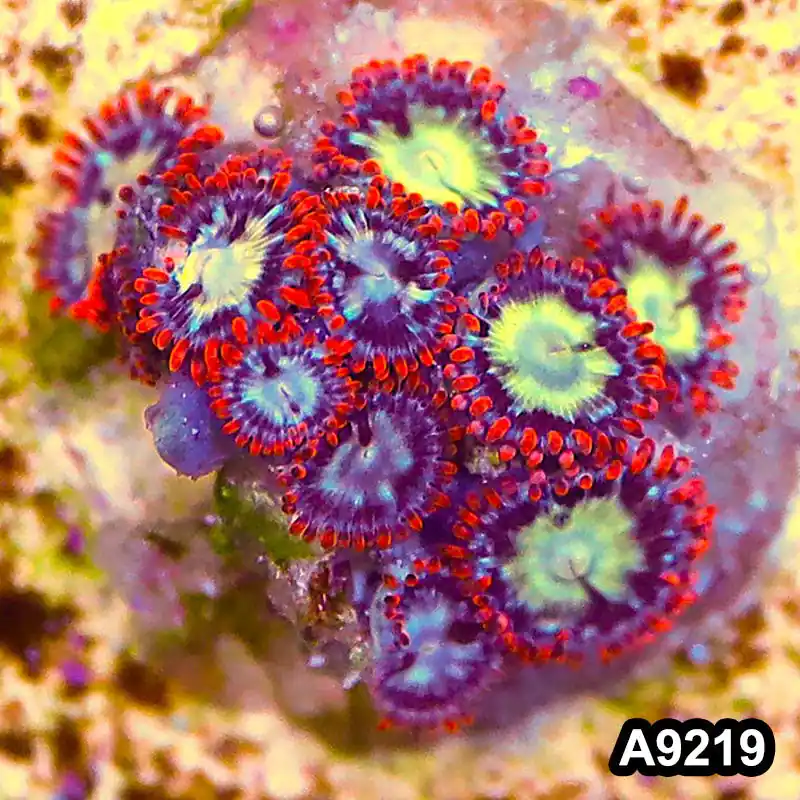 Item#A9219LP9219(S) WYSIWYG Vietnam Ultra Zoanthid Frag - Zooxae