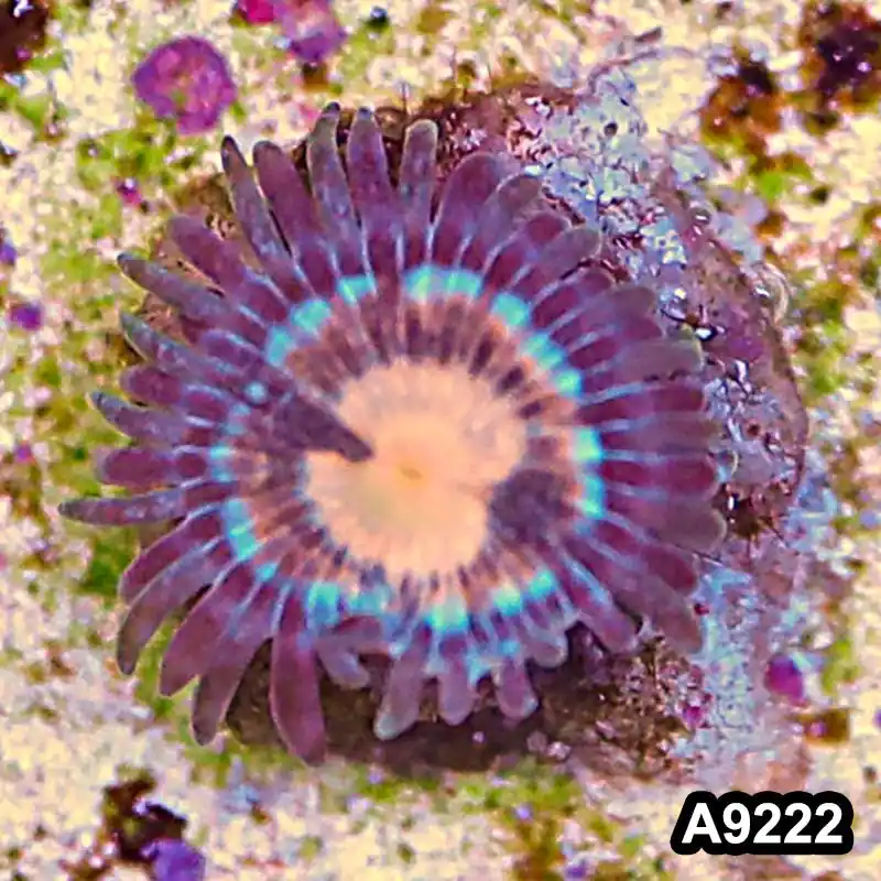 Item#A9222LP9222(S) WYSIWYG Vietnam Ultra Zoanthid Frag - Zooxae