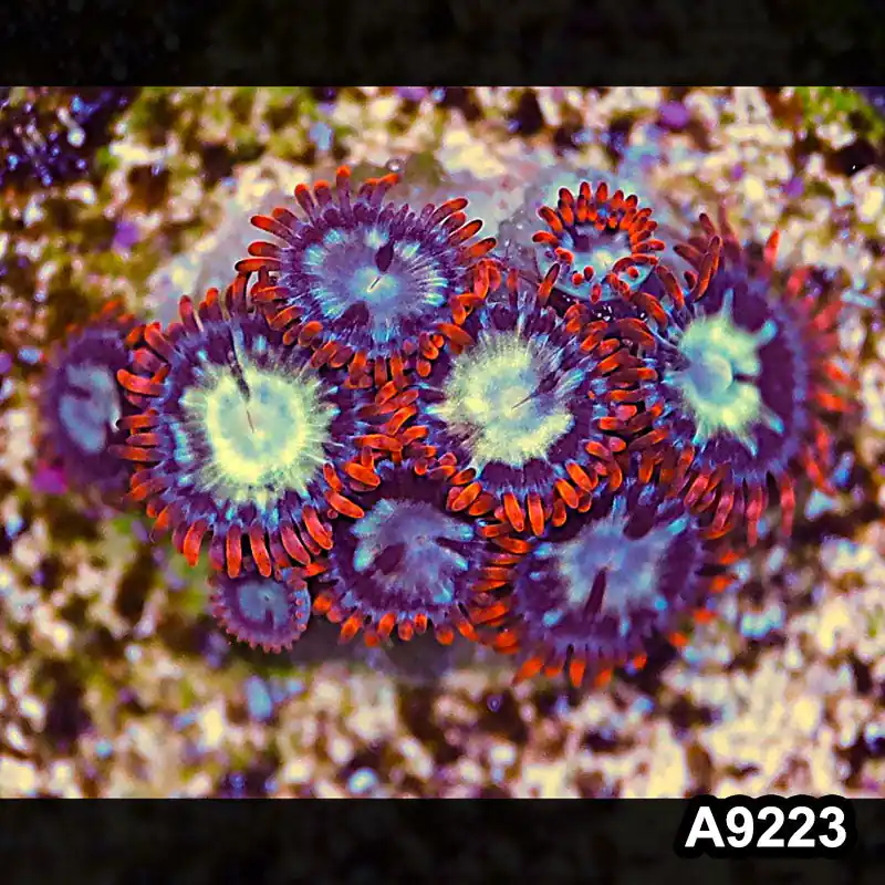 Item#A9223LP9223(S) WYSIWYG Vietnam Ultra Zoanthid Frag - Zooxae