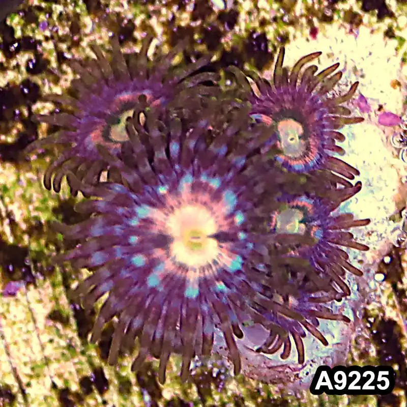 Item#A9225LP9225(S) WYSIWYG Vietnam Ultra Zoanthid Frag - Zooxae