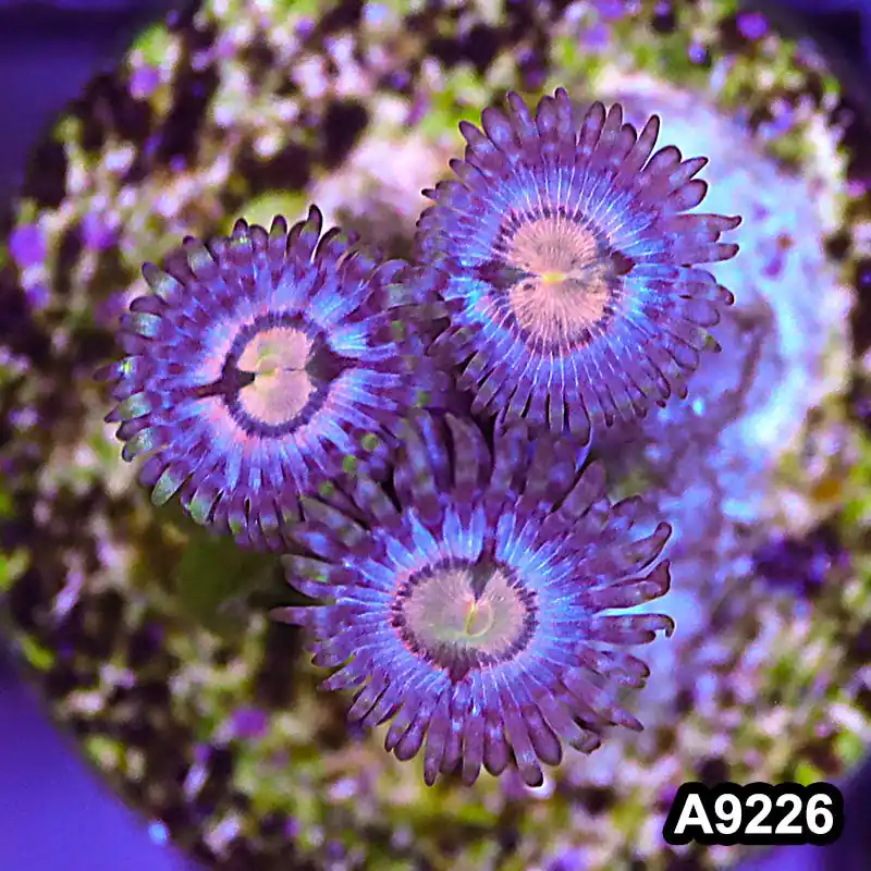Item#A9226LP9226(S) WYSIWYG Vietnam Ultra Zoanthid Frag - Zooxae