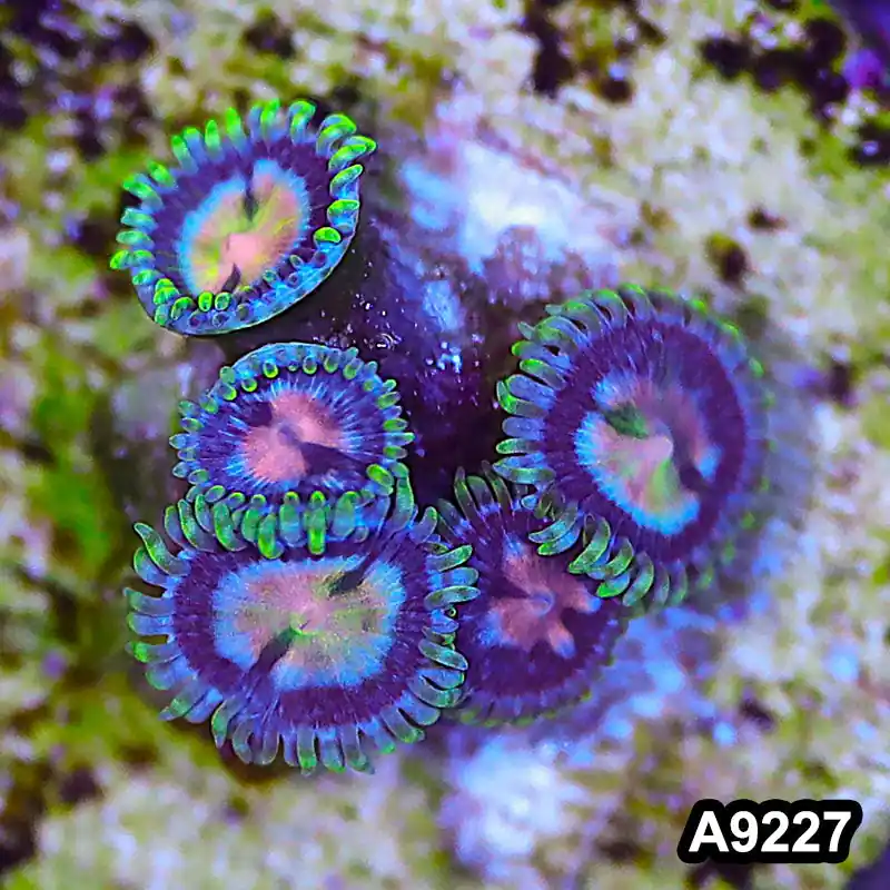 Item#A9227LP9227(S) WYSIWYG Vietnam Ultra Zoanthid Frag - Zooxae