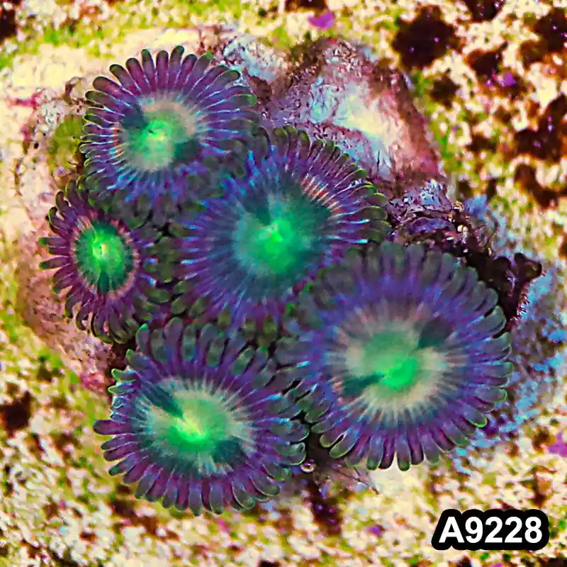 Item#A9228LP9228(S) WYSIWYG Vietnam Ultra Zoanthid Frag - Zooxae