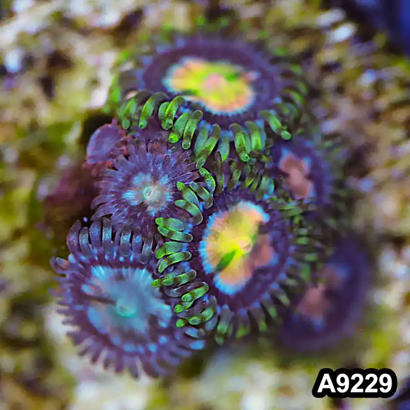 Item#A9229LP9229(S) WYSIWYG Vietnam Ultra Zoanthid Frag - Zooxae