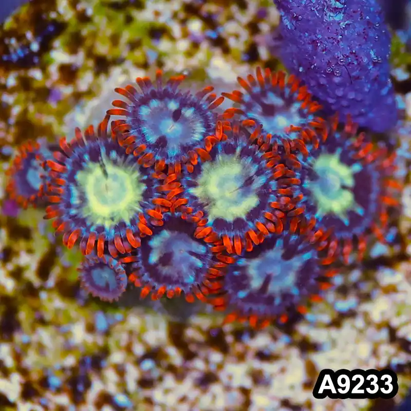 Item#A9233LP9233(S) WYSIWYG Vietnam Ultra Zoanthid Frag - Zooxae