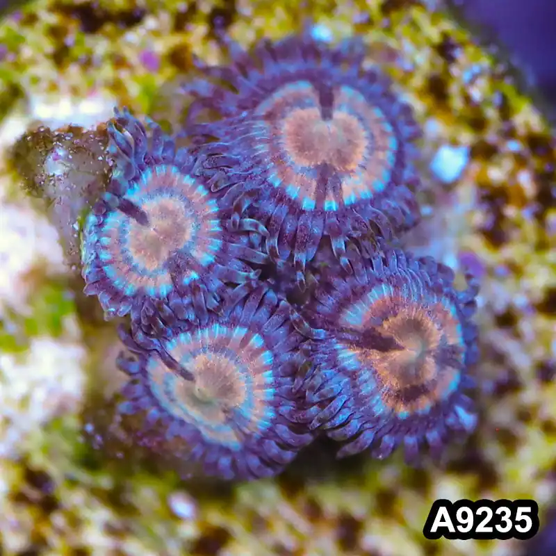 Item#A9235LP9235(S) WYSIWYG Vietnam Ultra Zoanthid Frag - Zooxae