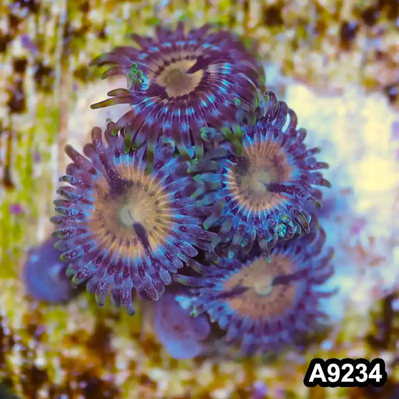 Item#A9234LP9234(S) WYSIWYG Vietnam Ultra Zoanthid Frag - Zooxae