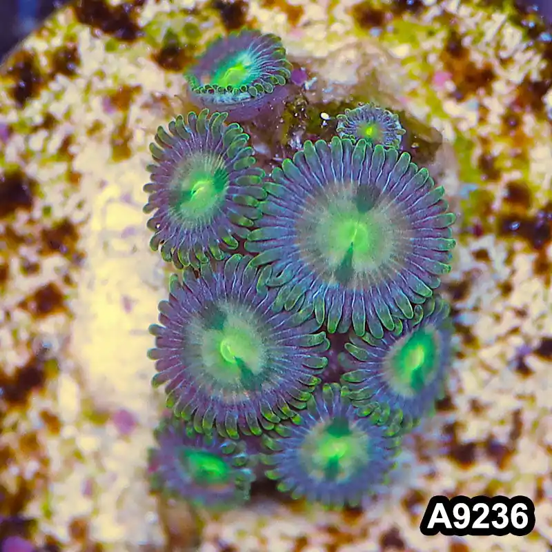 Item#A9236LP9236(S) WYSIWYG Vietnam Ultra Zoanthid Frag - Zooxae