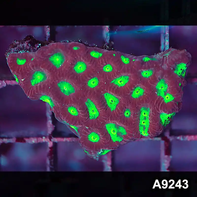 Item#A9243LP9243(S) WYSIWYG Indo Ultra Favites Frag - Zooxae