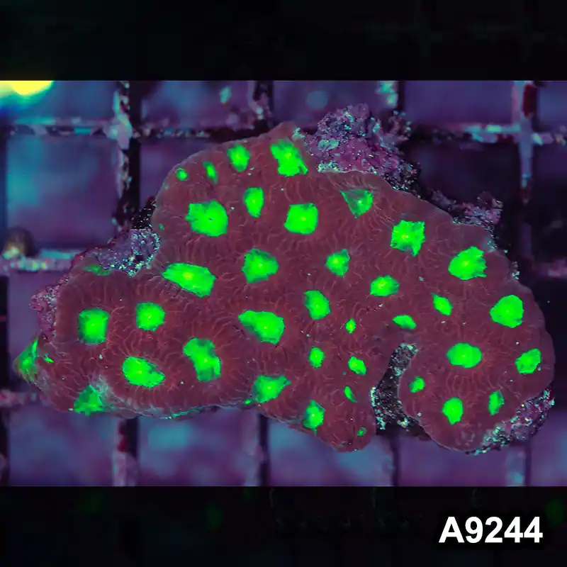 Item#A9244LP9244(S) WYSIWYG Indo Ultra Favites Frag - Zooxae