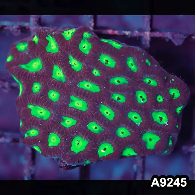 Item#A9245LP9245(S) WYSIWYG Indo Ultra Favites Frag - Zooxae
