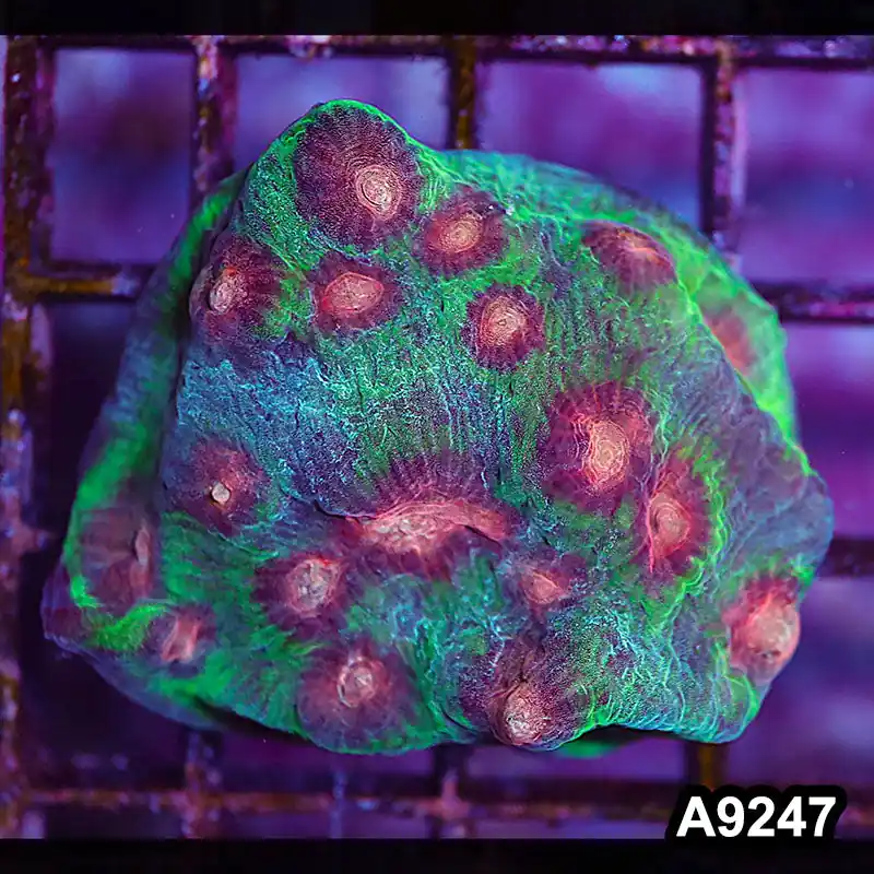Item#A9247LP9247(S) WYSIWYG Indo Ultra Mycedium Chalice Large Frag - Zooxae