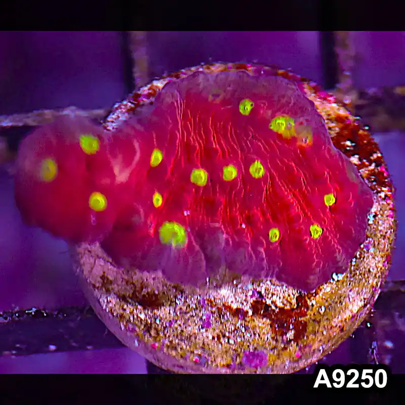 Item#A9250LP9250(S) WYSIWYG Aussie Ultra Chalice Frag - Zooxae