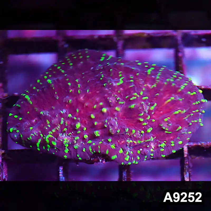 Item#A9252LP9252(S) WYSIWYG Aussie Ultra Chalice Frag - Zooxae