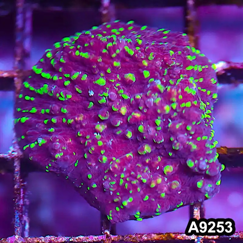 Item#A9253LP9253(S) WYSIWYG Aussie Ultra Chalice Frag - Zooxae