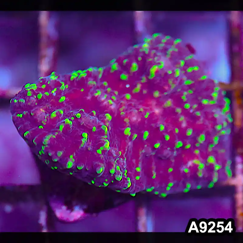 Item#A9254LP9254(S) WYSIWYG Aussie Ultra Chalice Frag - Zooxae