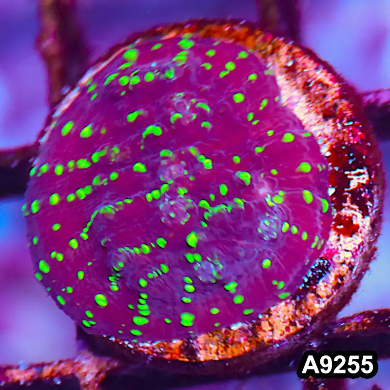 Item#A9255LP9255(S) WYSIWYG Aussie Ultra Chalice Frag - Zooxae
