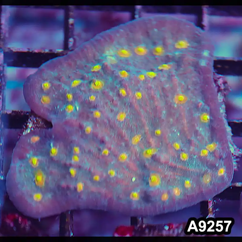 Item#A9257LP9257(S) WYSIWYG Aussie Ultra Chalice Frag - Zooxae
