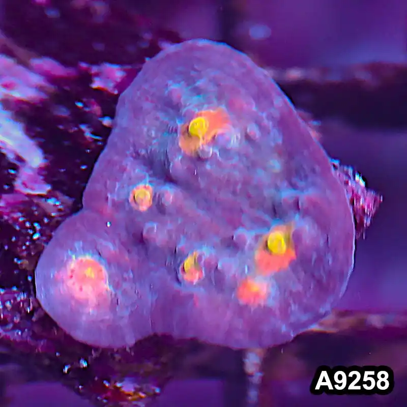 Item#A9258LP9258(S) WYSIWYG Aussie Ultra Chalice Frag - Zooxae