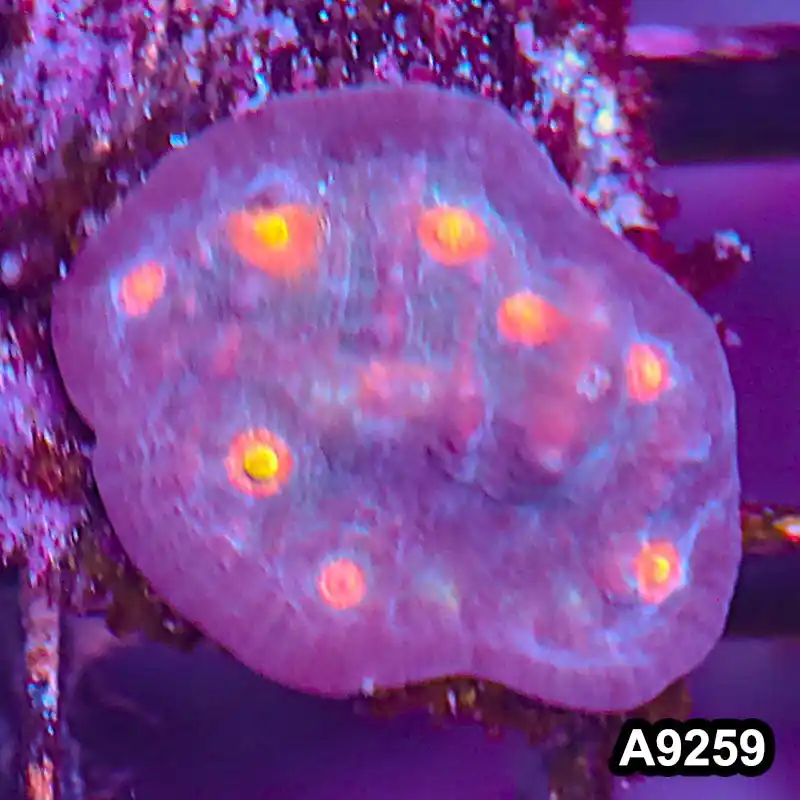 Item#A9259LP9259(S) WYSIWYG Aussie Ultra Chalice Frag - Zooxae