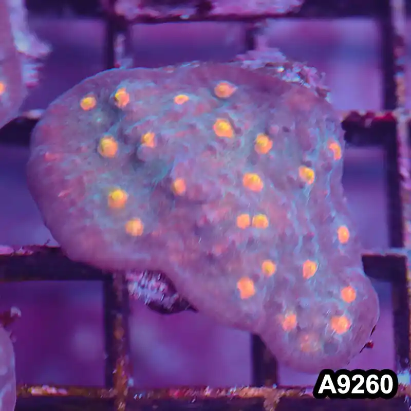 Item#A9260LP9260(S) WYSIWYG Aussie Ultra Chalice Frag - Zooxae