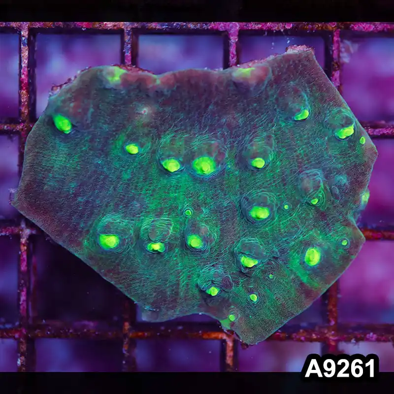 Item#A9261LP9261(S) WYSIWYG Aussie Ultra Chalice Frag - Zooxae