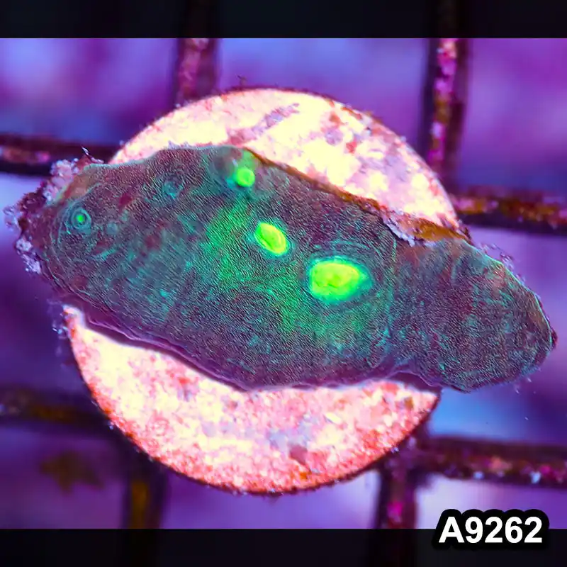 Item#A9262LP9262(S) WYSIWYG Aussie Ultra Chalice Frag - Zooxae