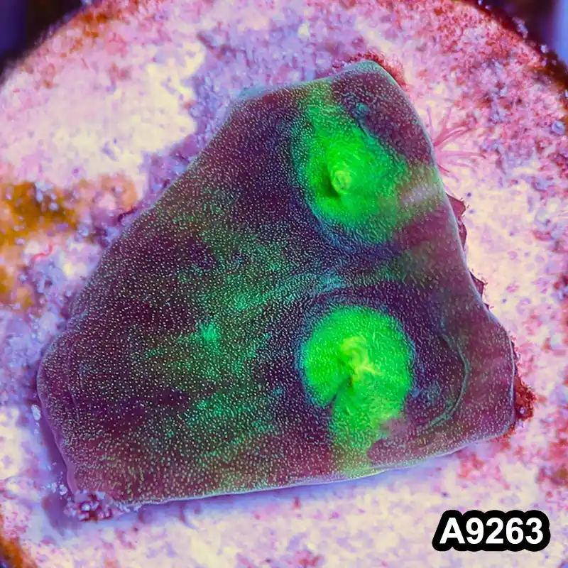 Item#A9263LP9263(S) WYSIWYG Aussie Ultra Chalice Frag - Zooxae