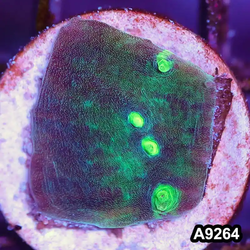 Item#A9264LP9264(S) WYSIWYG Aussie Ultra Chalice Frag - Zooxae