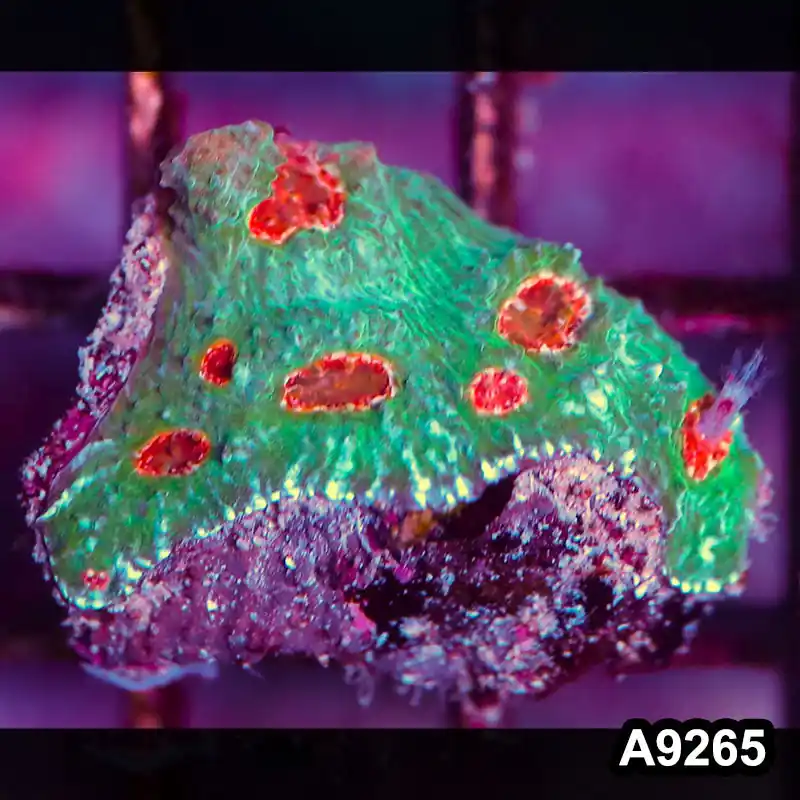 Item#A9265LP9265(S) WYSIWYG Aussie Ultra Chalice Frag - Zooxae