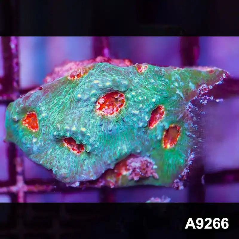Item#A9266LP9266(S) WYSIWYG Aussie Ultra Chalice Frag - Zooxae