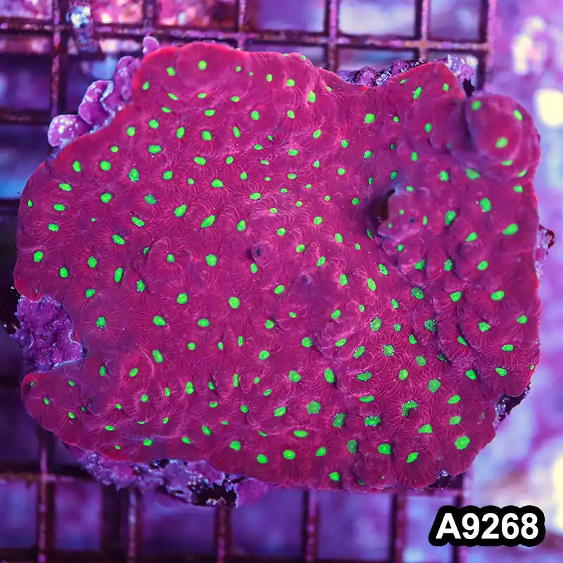 Item#A9268LP9268(M) WYSIWYG Indo Red Favites Colony - Zooxae