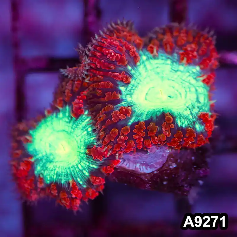 Item#A9271LP9271(S) WYSIWYG Aussie Ultra Red Blastomussa Frag - Zooxae