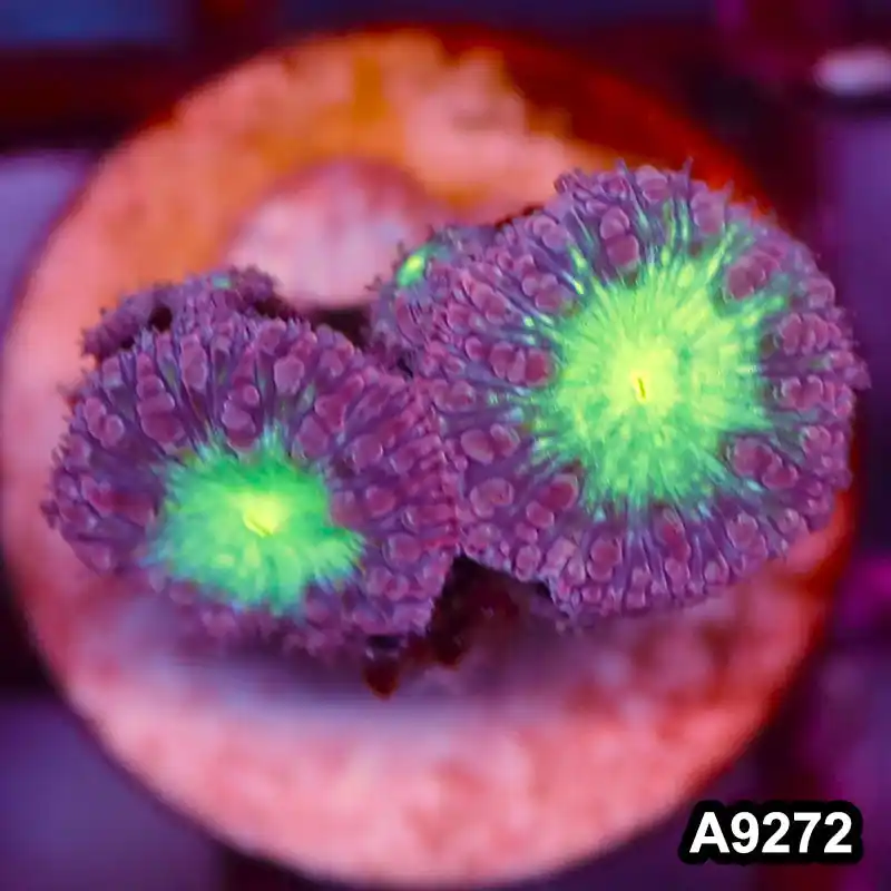 Item#A9272LP9272(S) WYSIWYG Aussie Ultra Blastomussa Frag - Zooxae