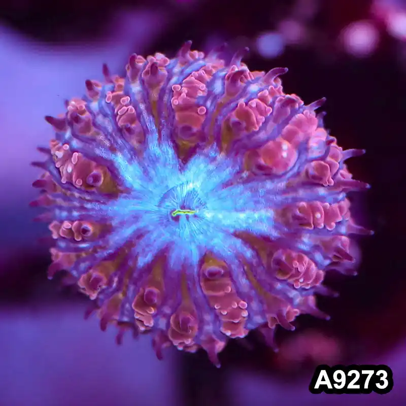 Item#A9273LP9273(S) WYSIWYG Aussie Ultra Blue Face Blastomussa Frag - Zooxae