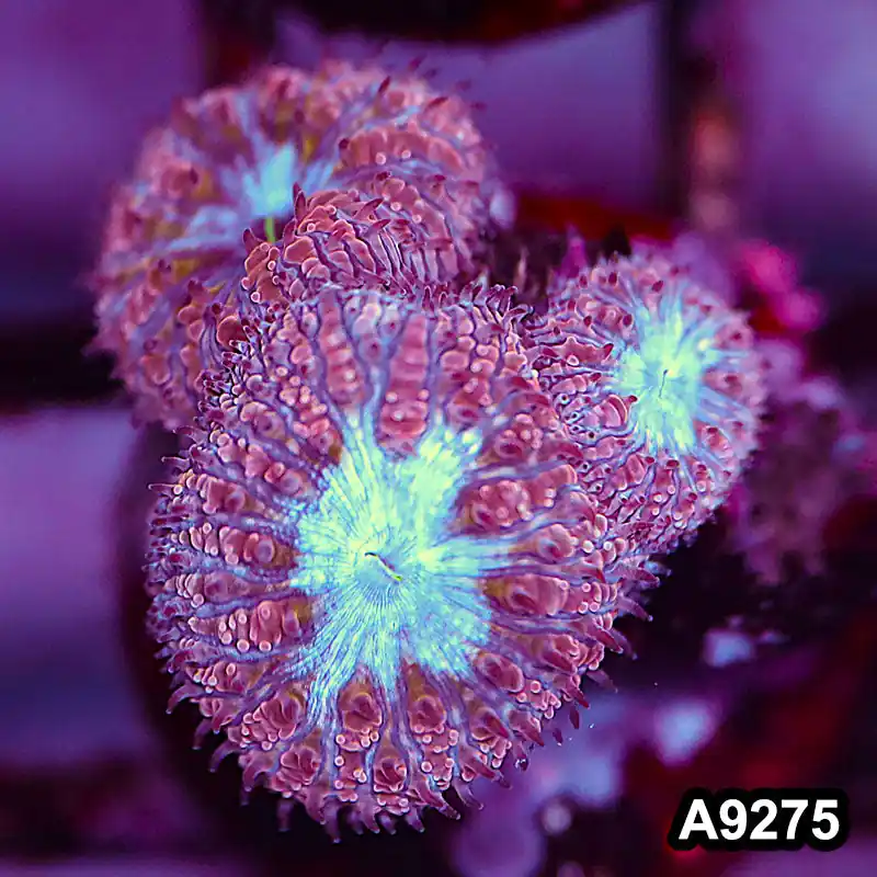 Item#A9275LP9275(S) WYSIWYG Aussie Ultra Blue Face Blastomussa Frag - Zooxae