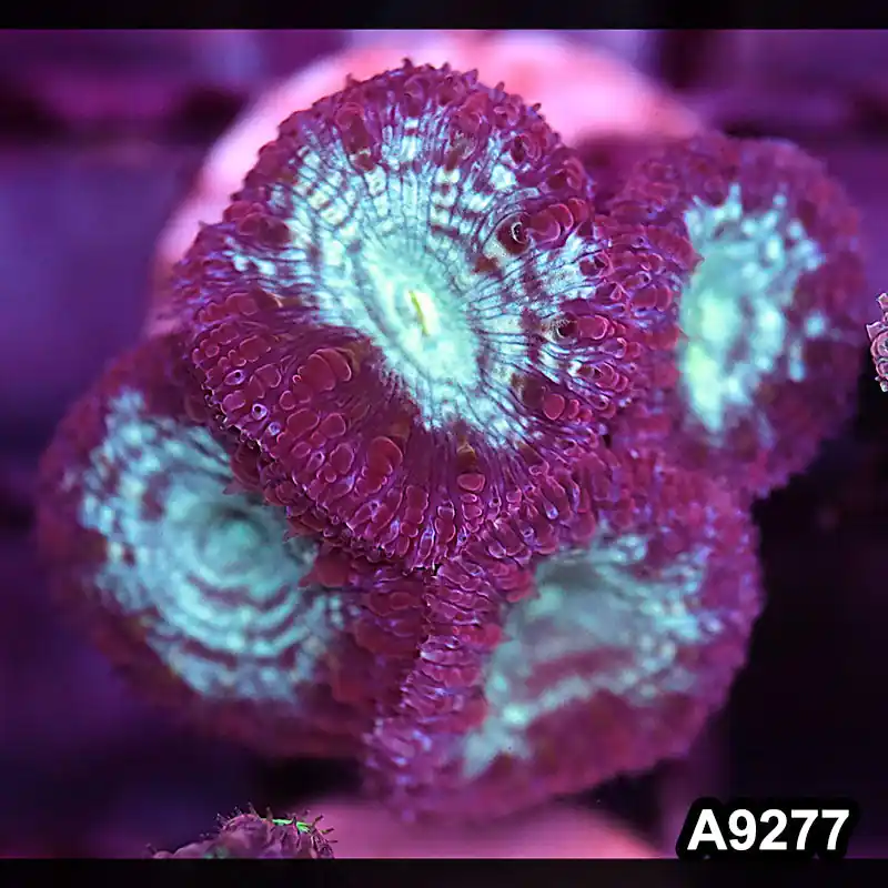 Item#A9277LP9277(S) WYSIWYG Aussie Ultra Blastomussa Frag - Zooxae
