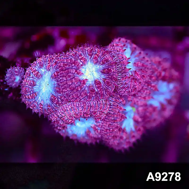 Item#A9278LP9278(S) WYSIWYG Aussie Ultra Blue Face Blastomussa Frag - Zooxae