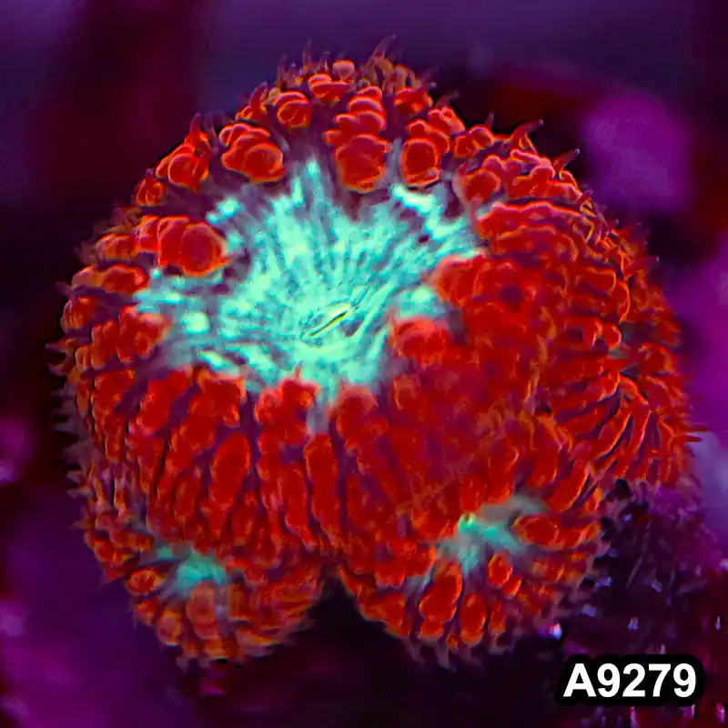 Item#A9279LP9279(S) WYSIWYG Aussie Ultra Red Blastomussa Frag - Zooxae
