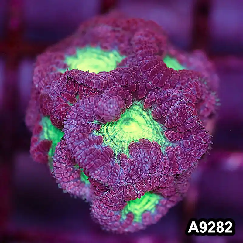 Item#A9282LP9282(S) WYSIWYG Aussie Ultra Blastomussa Frag - Zooxae