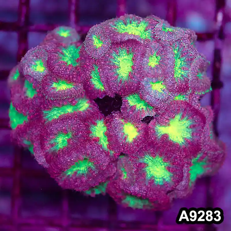 Item#A9283LP9283(M) WYSIWYG Aussie Ultra Blastomussa Colony - Zooxae