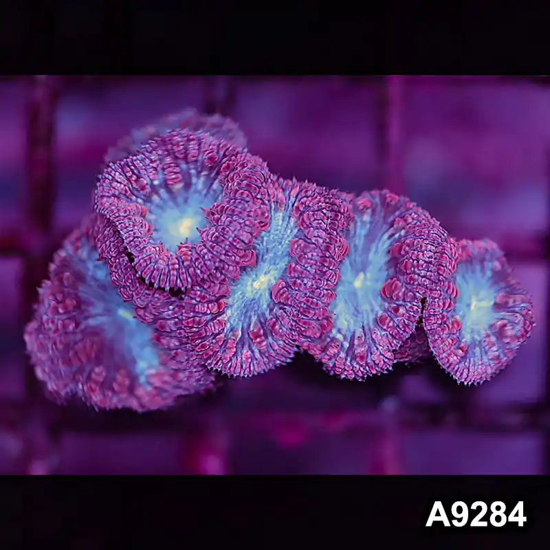 Item#A9284LP9284(S) WYSIWYG Aussie Ultra Blue Face Blastomussa Frag - Zooxae