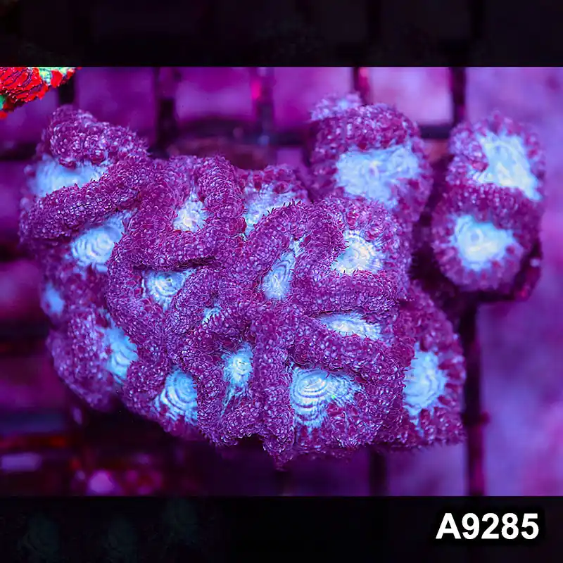 Item#A9285LP9285(M) WYSIWYG Aussie Ultra Blue Face Blastomussa Colony - Zooxae