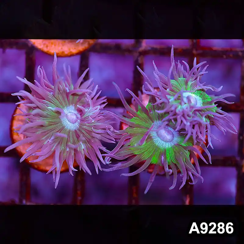 Item#A9286LP9286(S) WYSIWYG Solomon Island Ultra Duncan 2pc Frag - Zooxae
