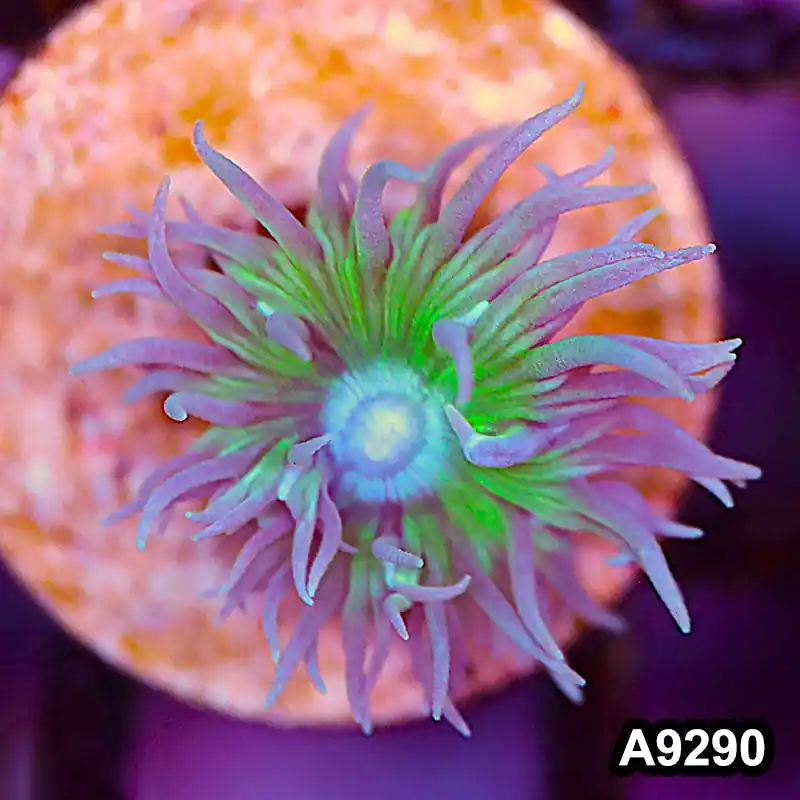 Item#A9290LP9290(S) WYSIWYG Solomon Island Ultra Duncan Frag - Zooxae