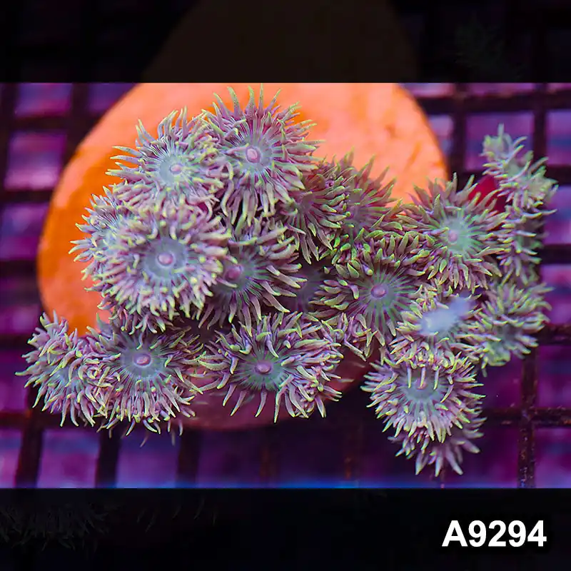 Item#A9294LP9294(M) WYSIWYG Solomon Island Ultra Duncan Colony - Zooxae