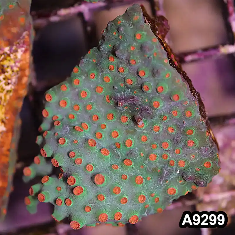 Item#A9299LP9299(S) WYSIWYG Cultured Meteor Shower Cyphastrea Mini Colony - Zooxae