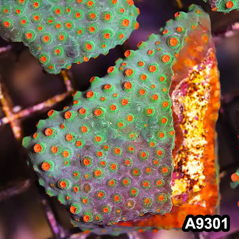 Item#A9301LP9301(S) WYSIWYG Cultured Meteor Shower Cyphastrea Mini Colony - Zooxae