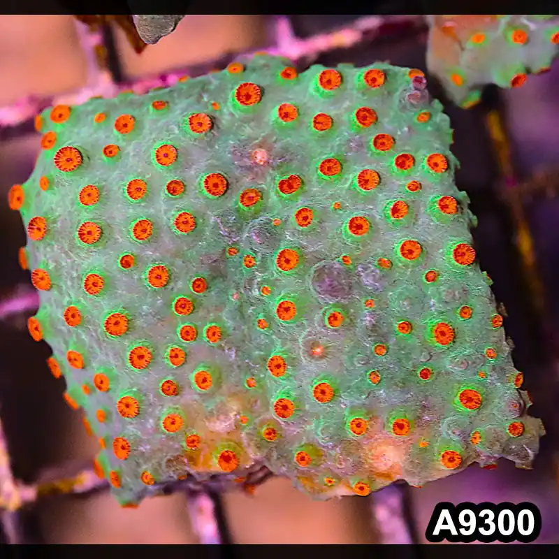 Item#A9300LP9300(S) WYSIWYG Cultured Meteor Shower Cyphastrea Mini Colony - Zooxae